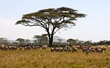 TANZANIA - Serengeti National Park - 079